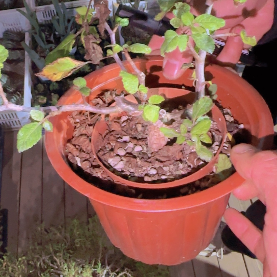 一***等块根植物块根植物