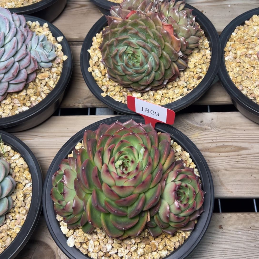 大**简1869肉多哦哟肉多么多么多哦