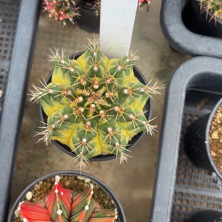 31-0526泰国发货多肉