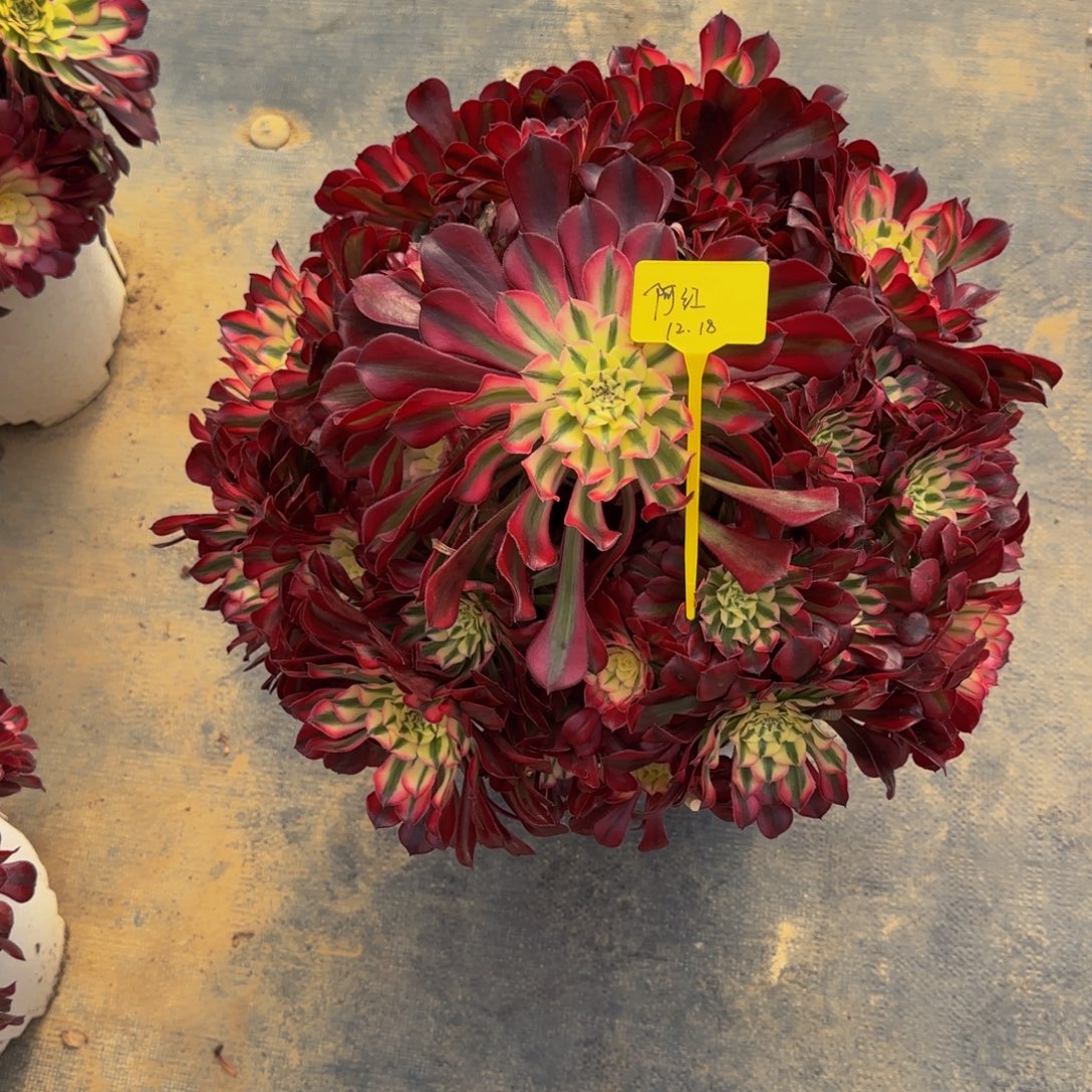 红铜超白锦08888888