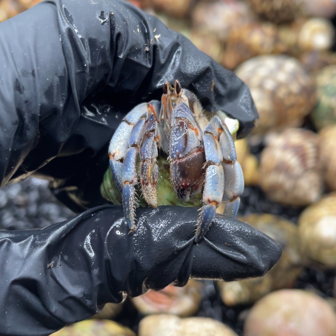 不退不换谢谢支持35