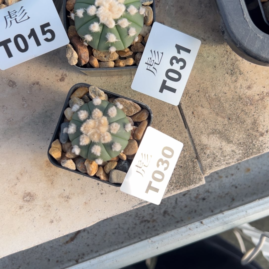 君***）T030号，T031号兜仙人球