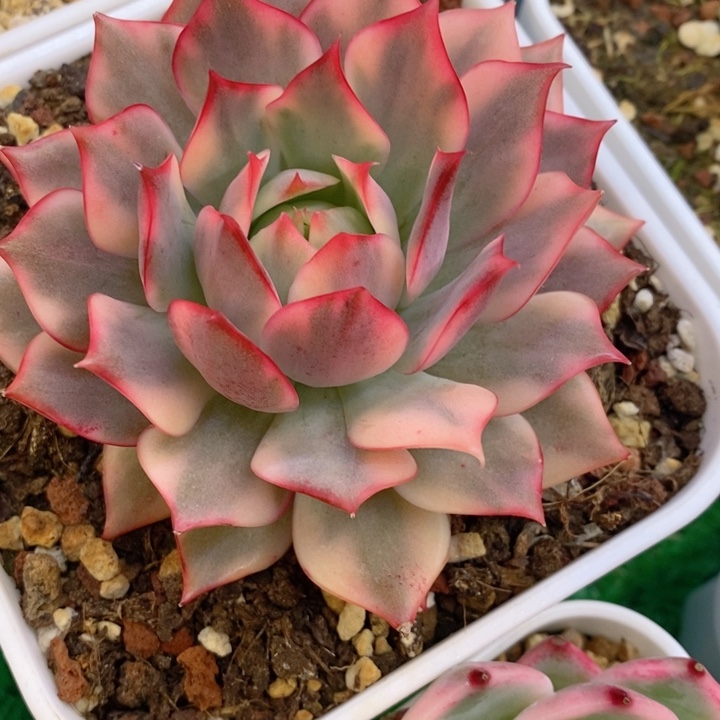 宝莲灯锦多肉锦景天