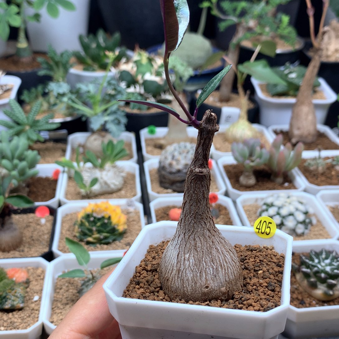 实生紫背罗摩带盆405