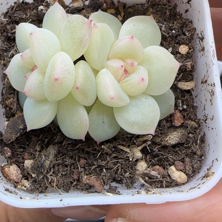 199号蜜语晗雨多肉