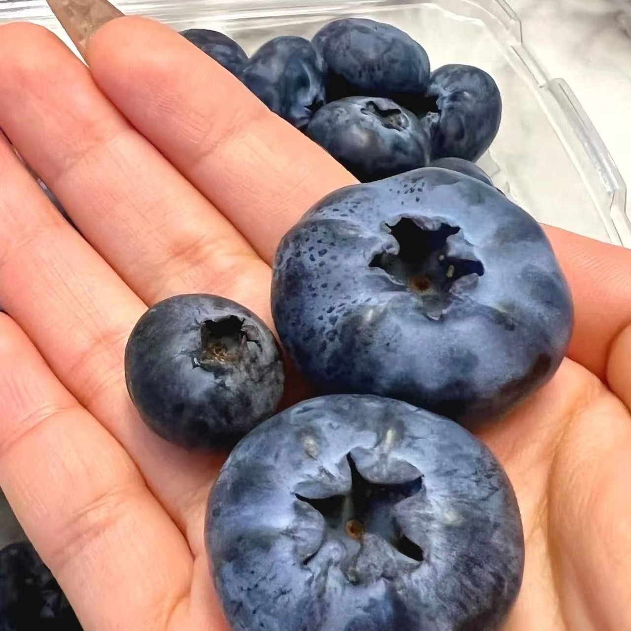 打飞机来的丹东25+蓝莓纯甜.纯甜辽宁省