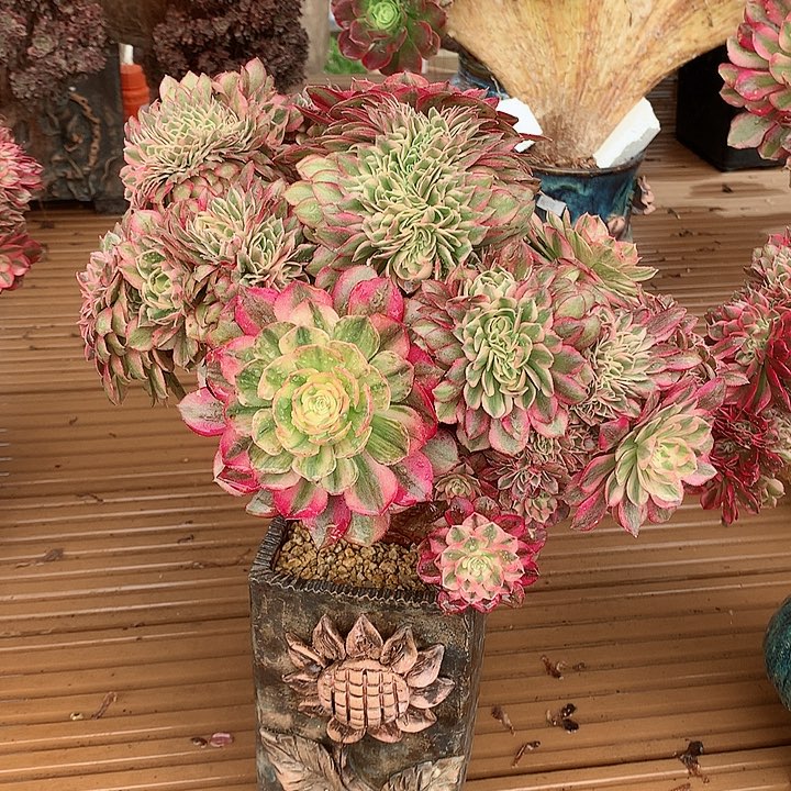 万白朵朵脱土发货