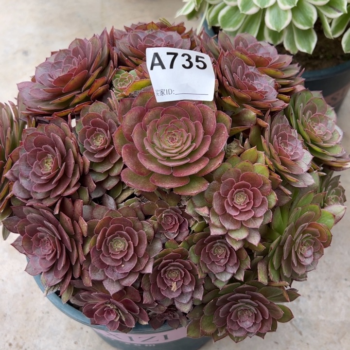 735红魔多肉23厘米左右