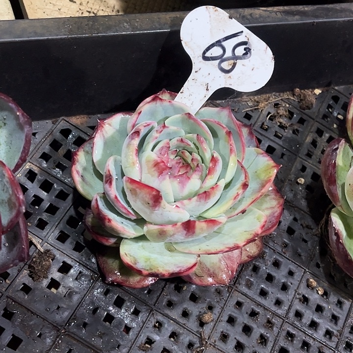 0***惊鸿仙子一物一拍