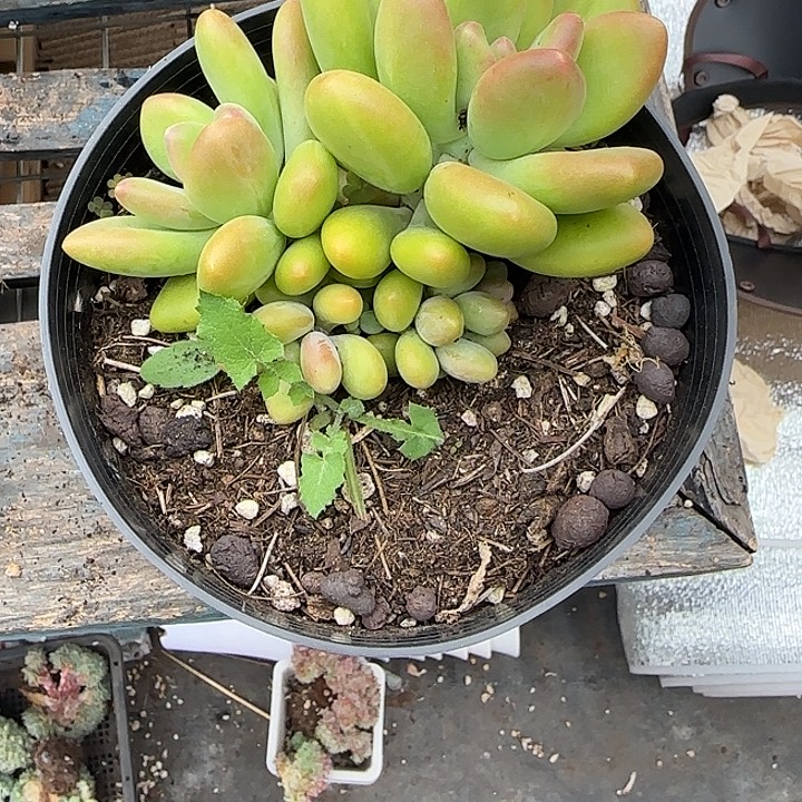 青蛙王子儿童牙膏套装11