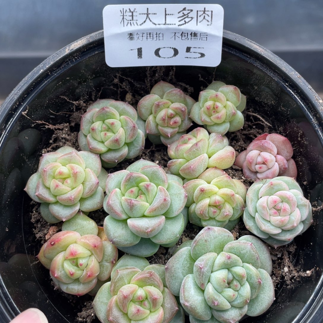 糕大上多肉植物105