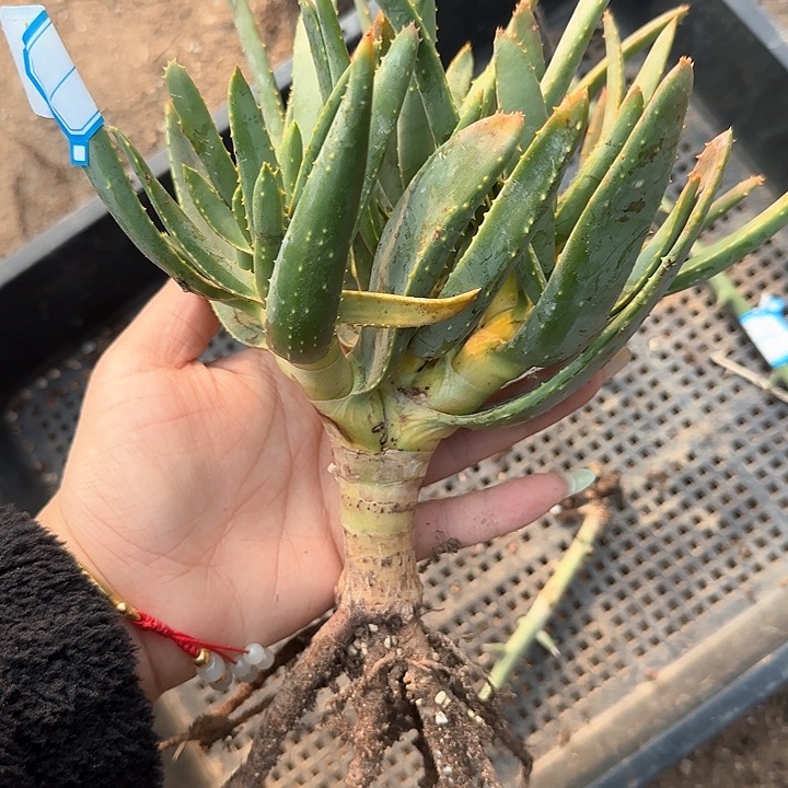 多肉植物多枝芦荟11头