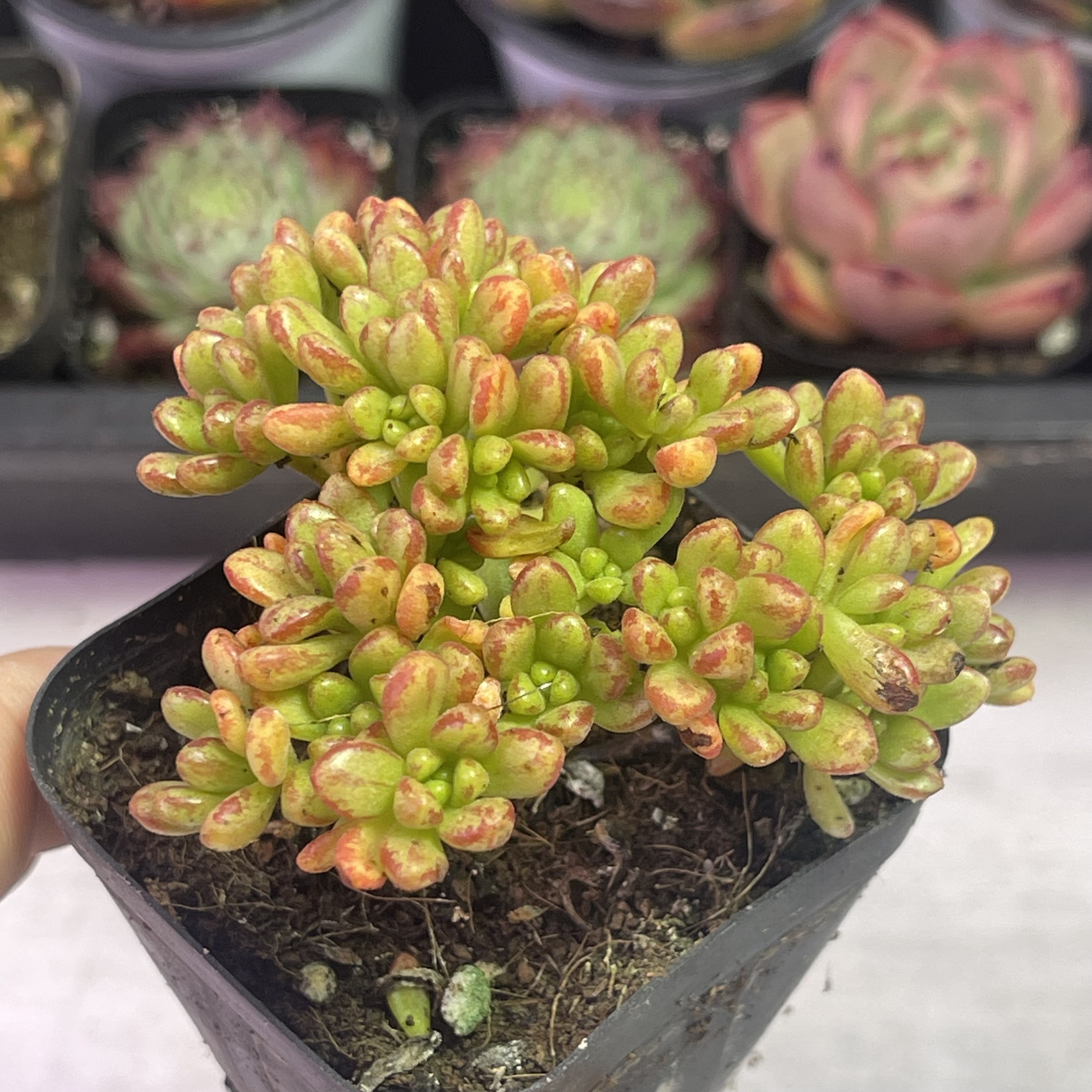 （满9.9元包邮）带盆小人祭多肉植物  