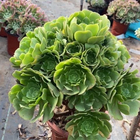 绿羊绒多肉植物051