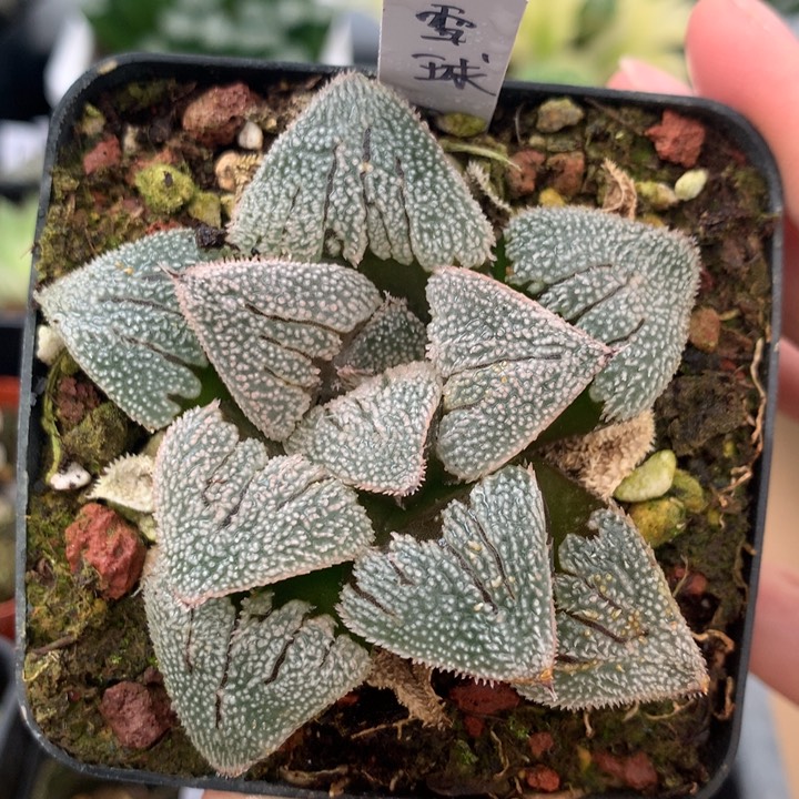 雪球一物一拍带盆