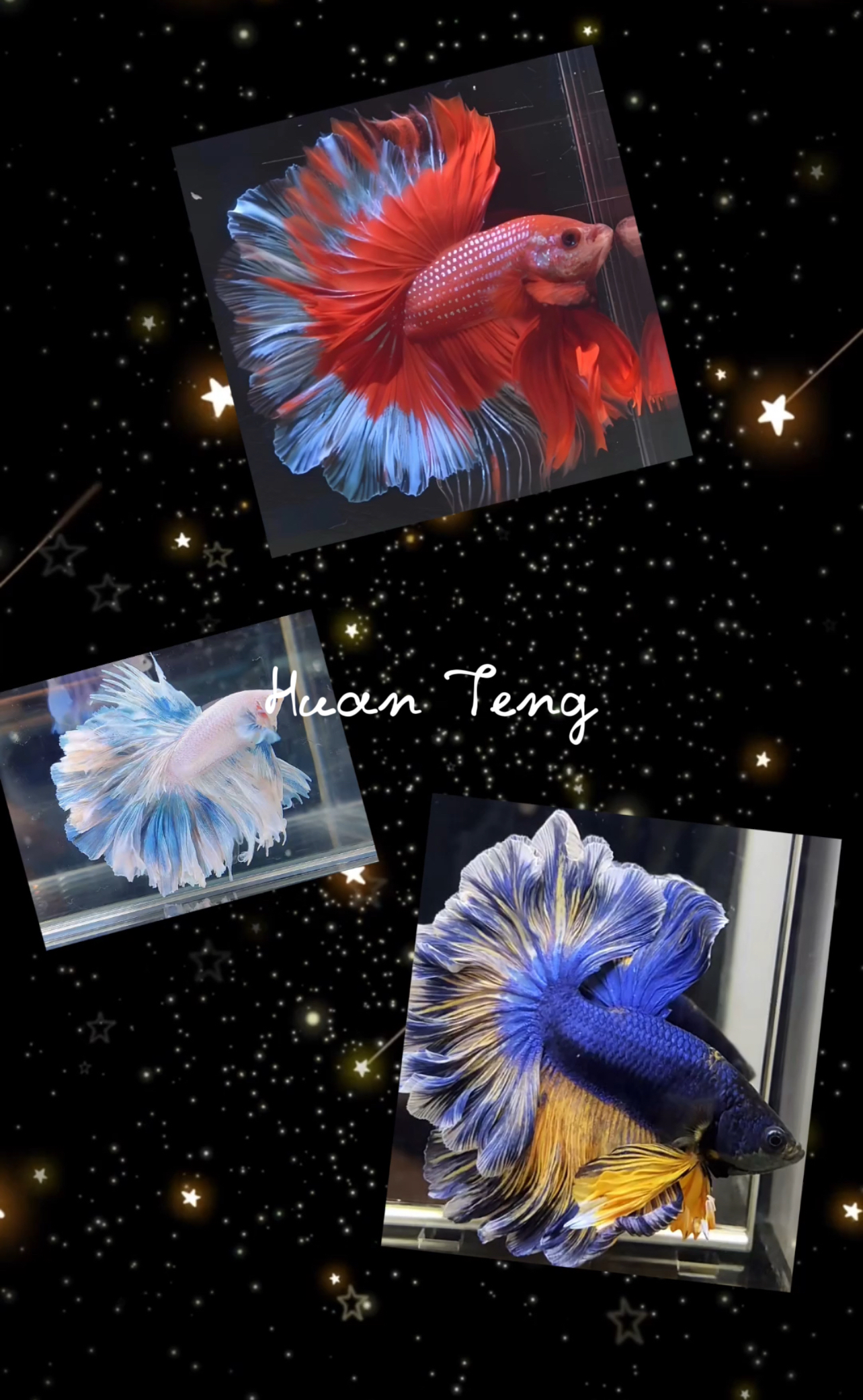 B8（169-192）欢腾水族泰斗小型热带观赏鱼（直播间选鱼）