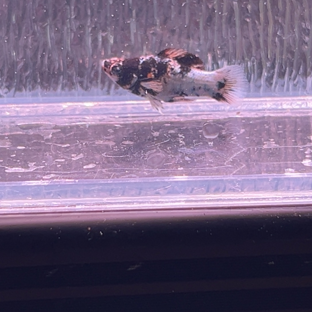 孔雀鱼玛丽崽一条