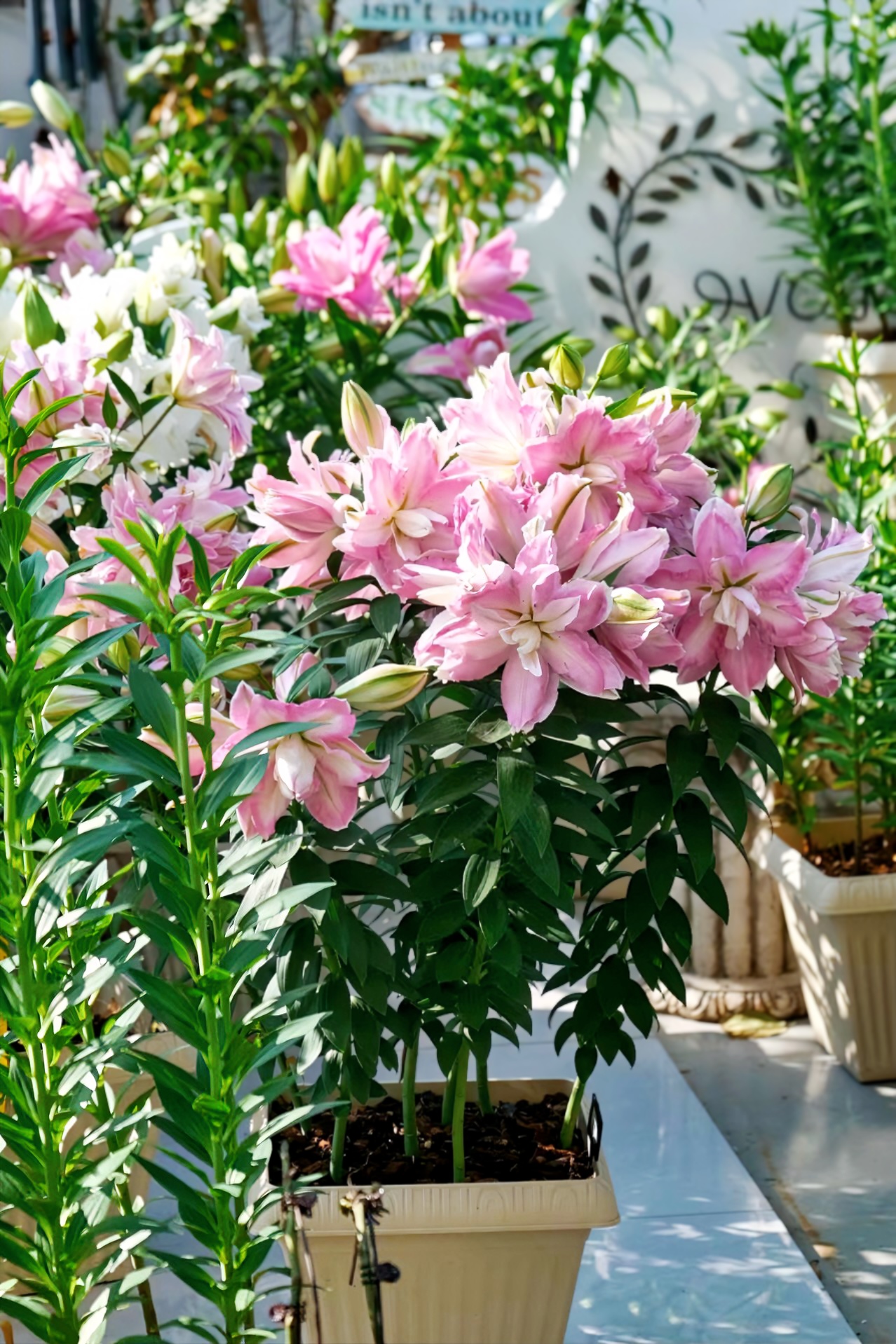 1颗萨博重瓣香水百合种球荷兰进口