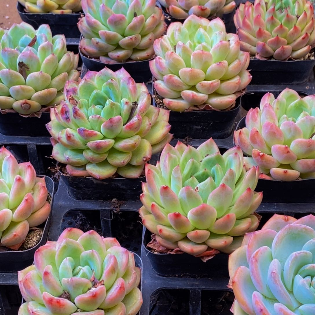 962多肉植物保护研究所所长