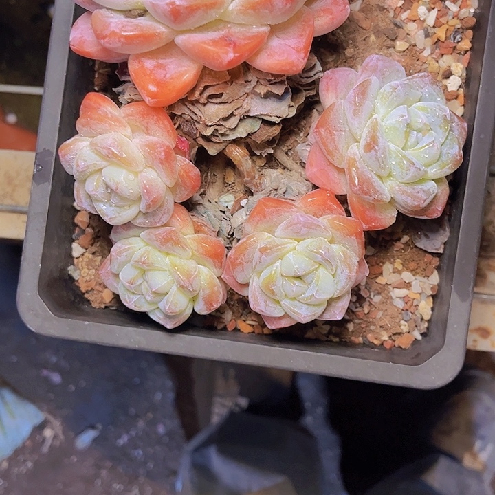 兰***沁好喜欢看小猫小狗和大