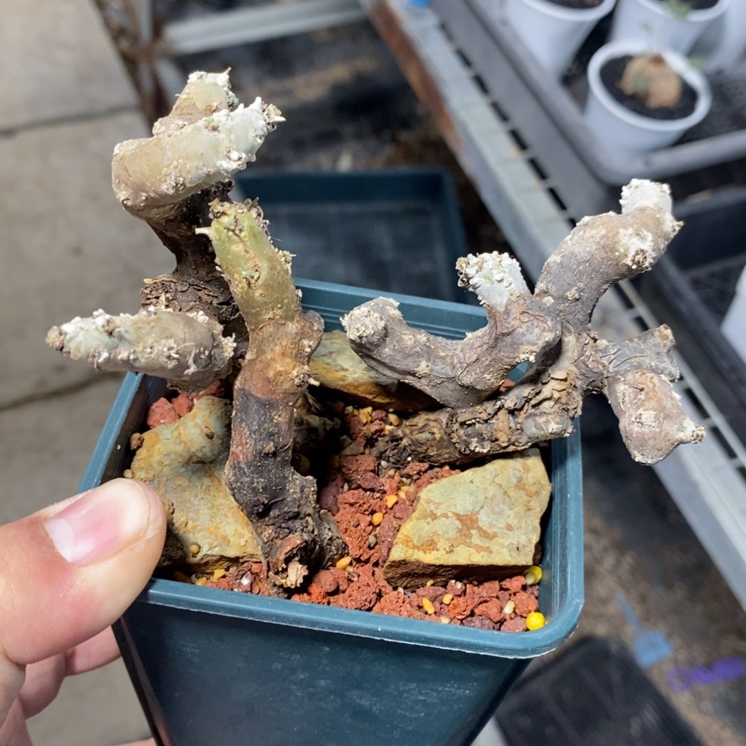 黑皮月界，特价不售后