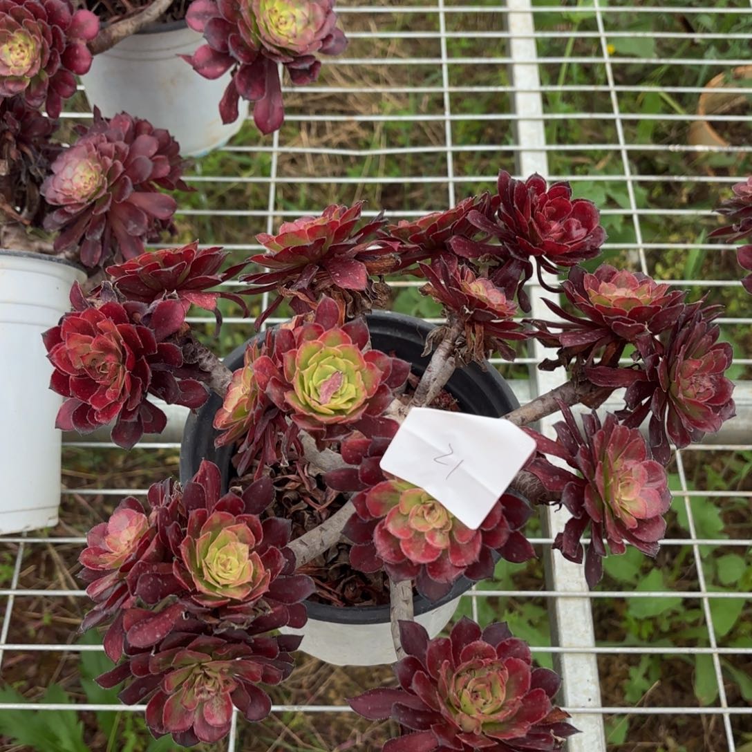 云南月婵好看21号