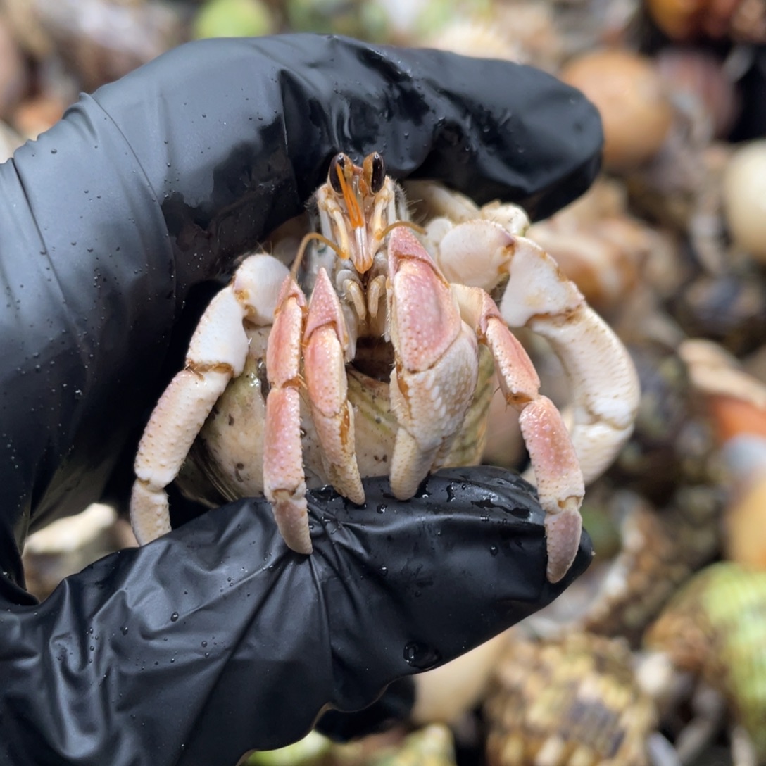 不退不换谢谢支持1