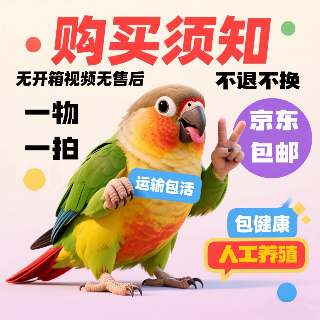 （直播链接）手养鹦鹉活体宠物鸟【直播间一物一拍】