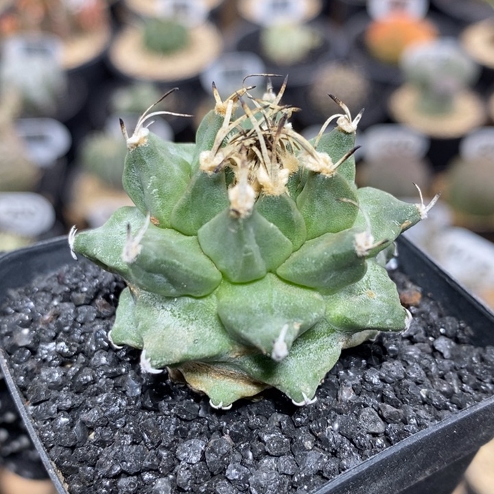 实生赤花娇丽256号4cm