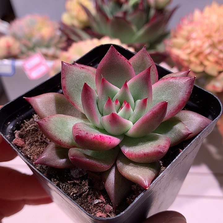 红颜蜜语锦锦少锦