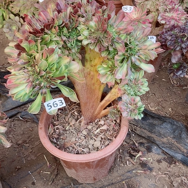 563七彩中班锦老庄缀化