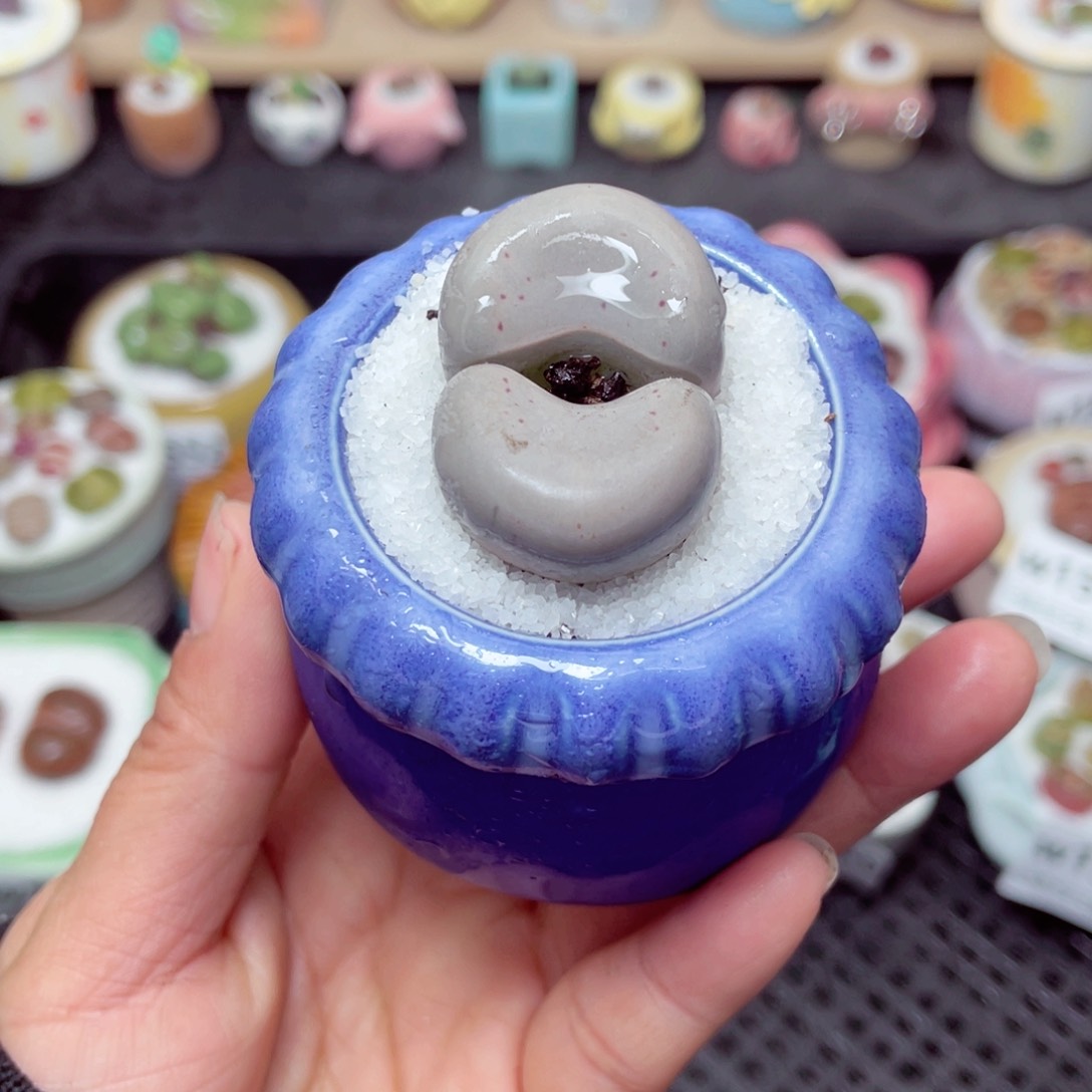 w1563 带盆土发货-零下地区拍保温箱