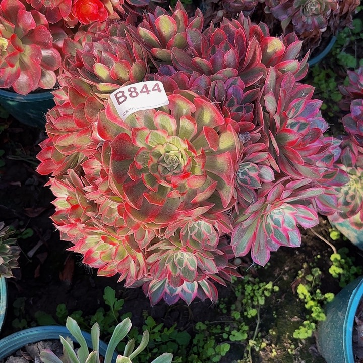 赤子心8-36-844偏远不包邮