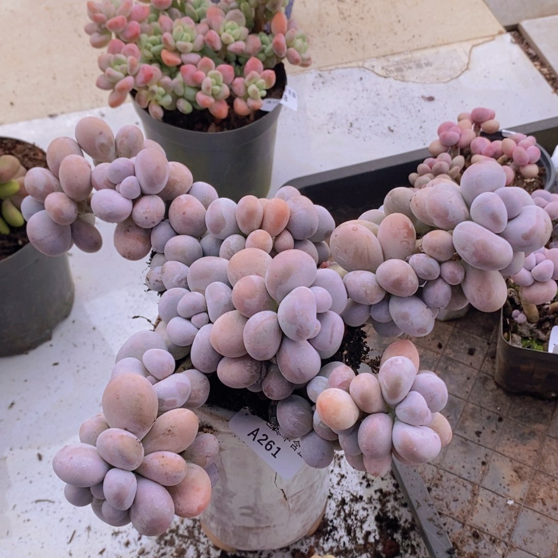 芭比奶洛20cm261多肉植物