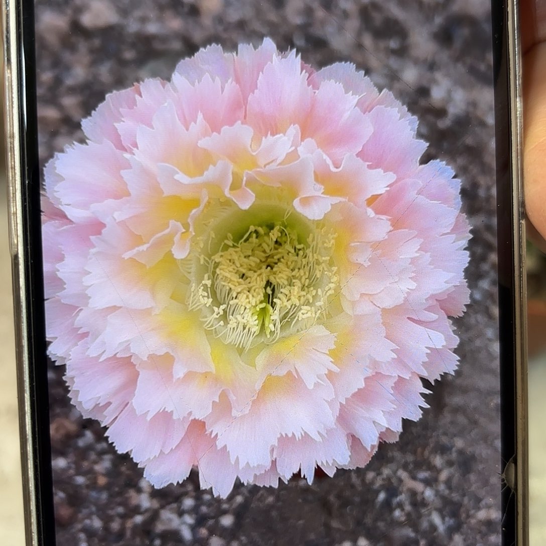 彩草颜如玉7.5-8被咬了