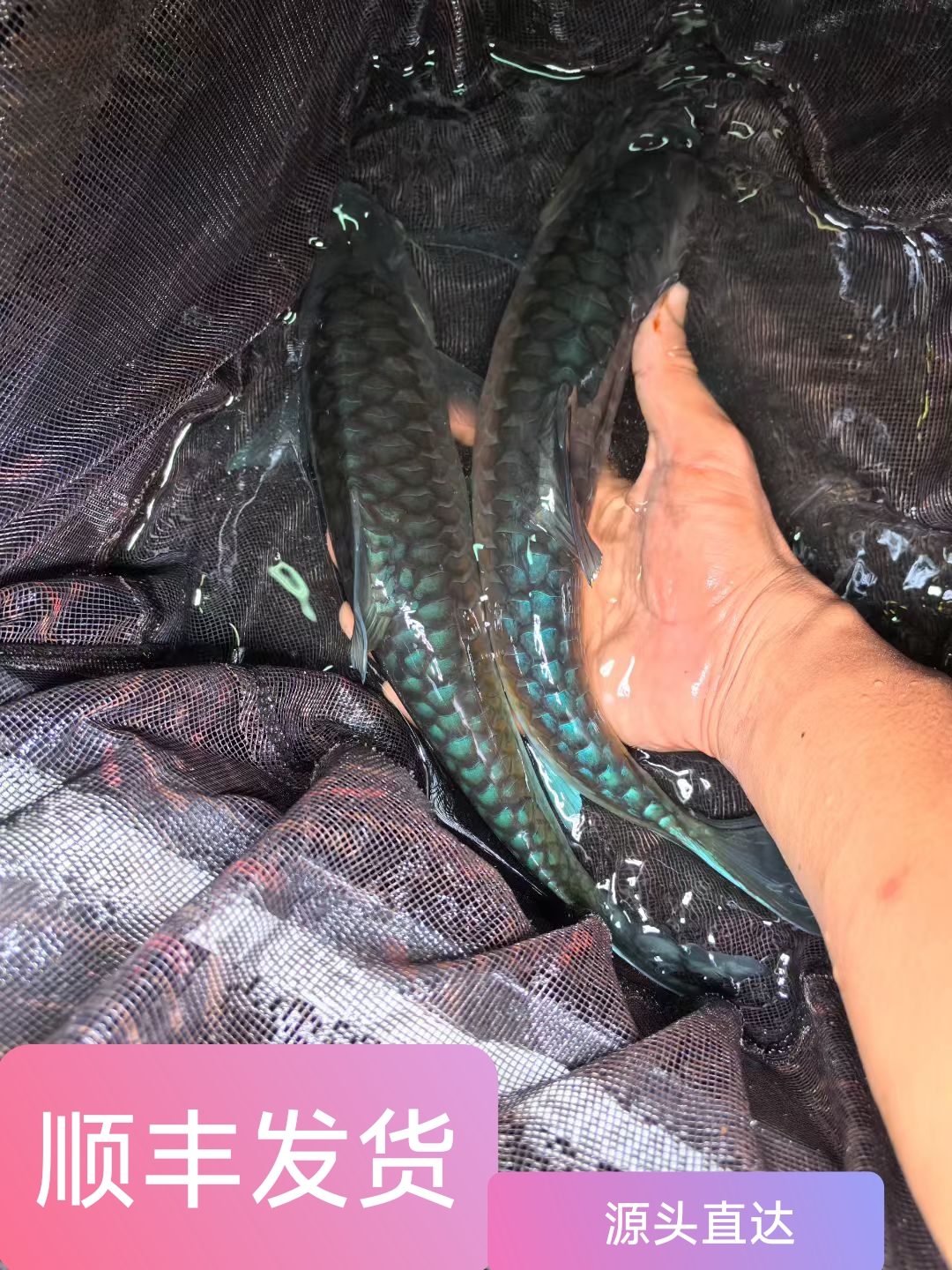 临沧清水河保山蓝吉淡水观赏鱼16-20公分蓝吉罗观赏鱼