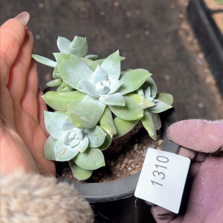 1310哈哈哈哈哈哈哈