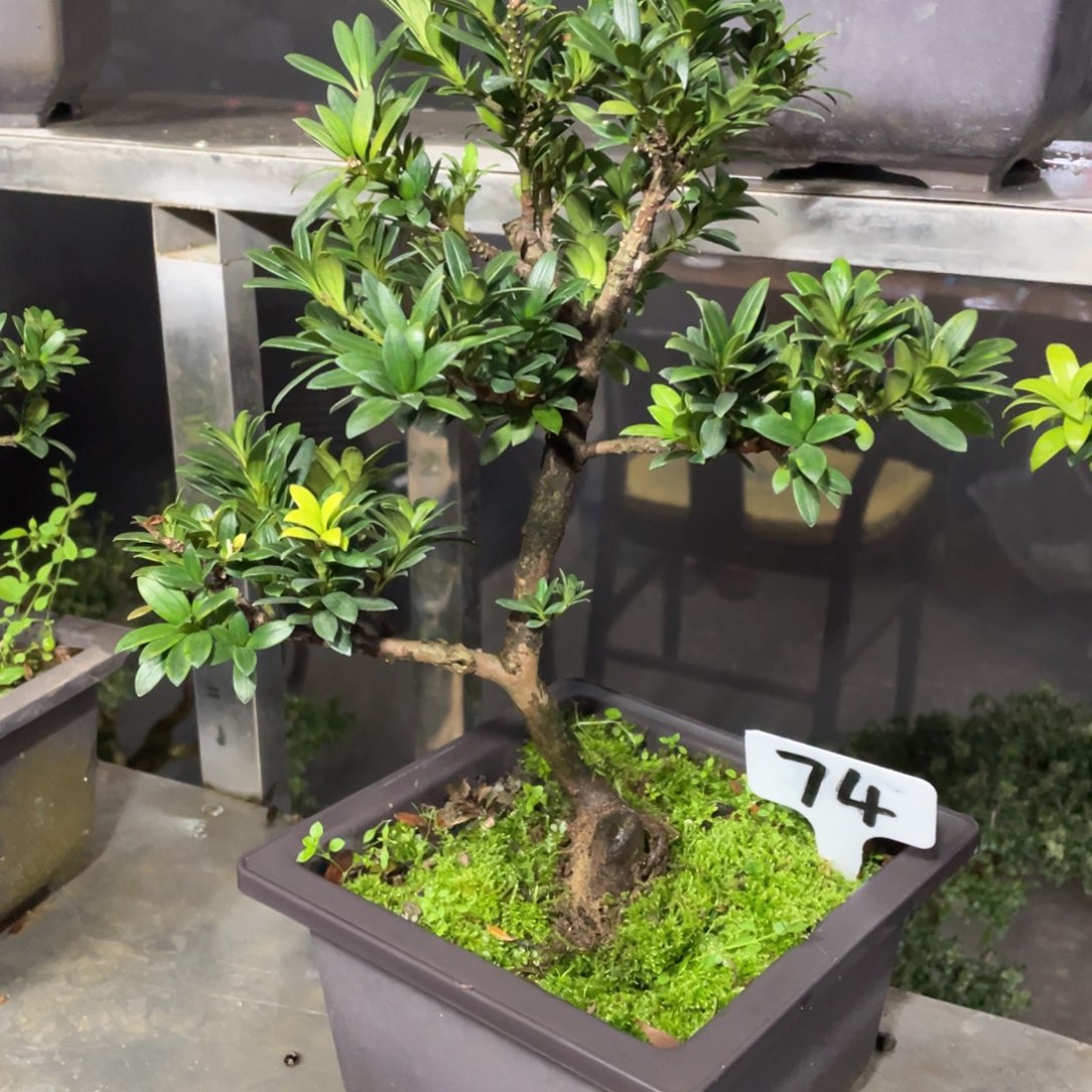 ****࿐以实际为准罗汉松珍珠74带盆