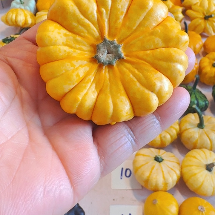 易**产墨西哥七彩葫芦青皮