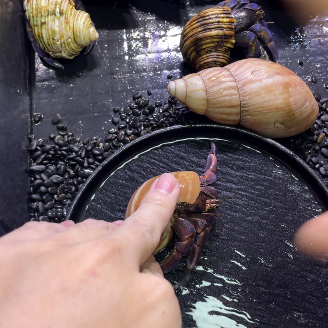 寄居蟹寄居蟹寄居蟹