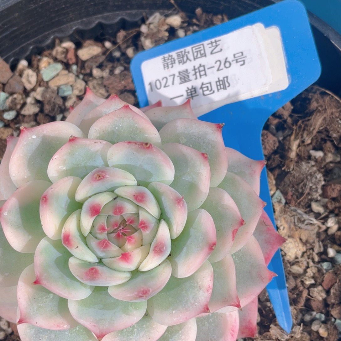 1027-26-吉娃娃锦单头福利一颗