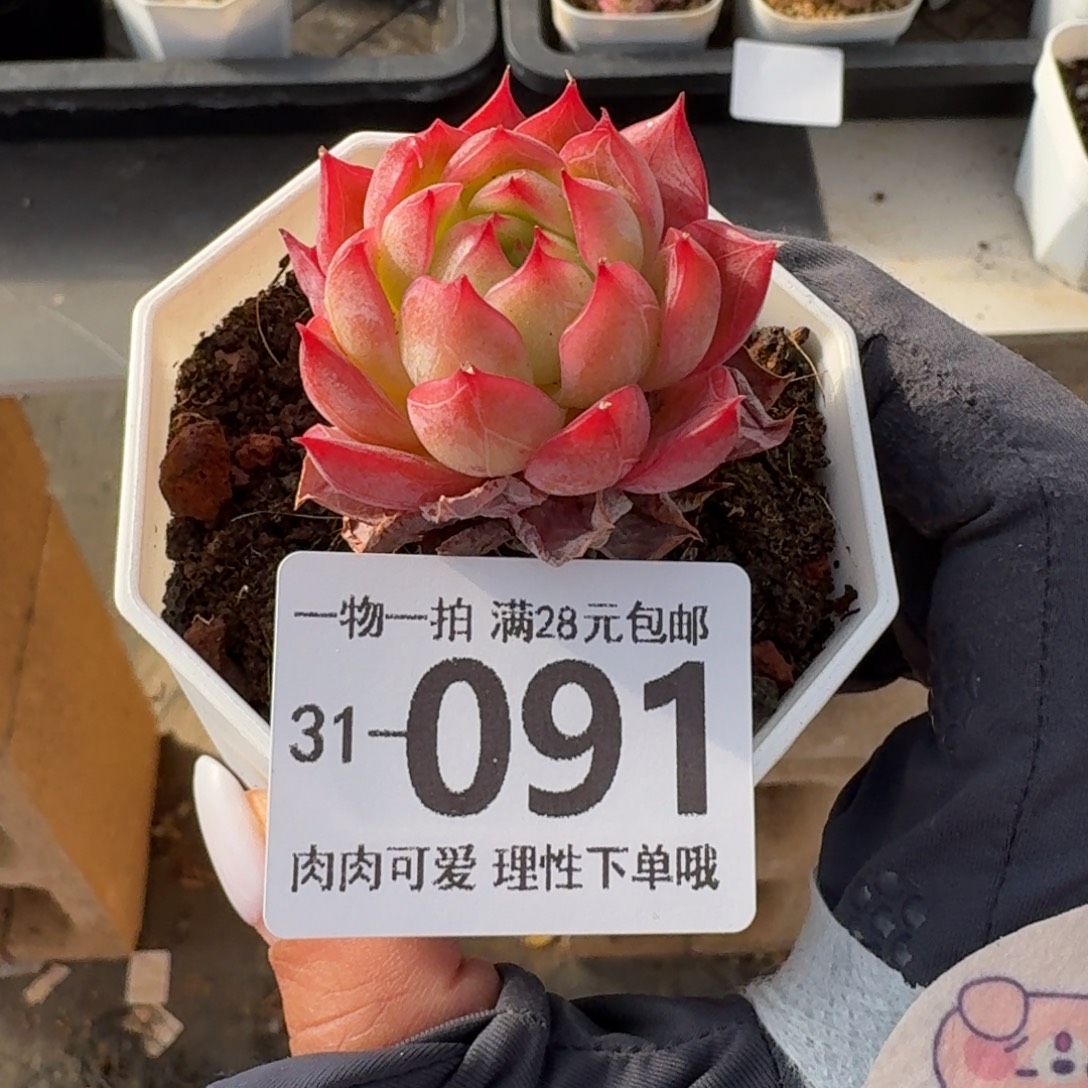 西西里无盆土发货无盆