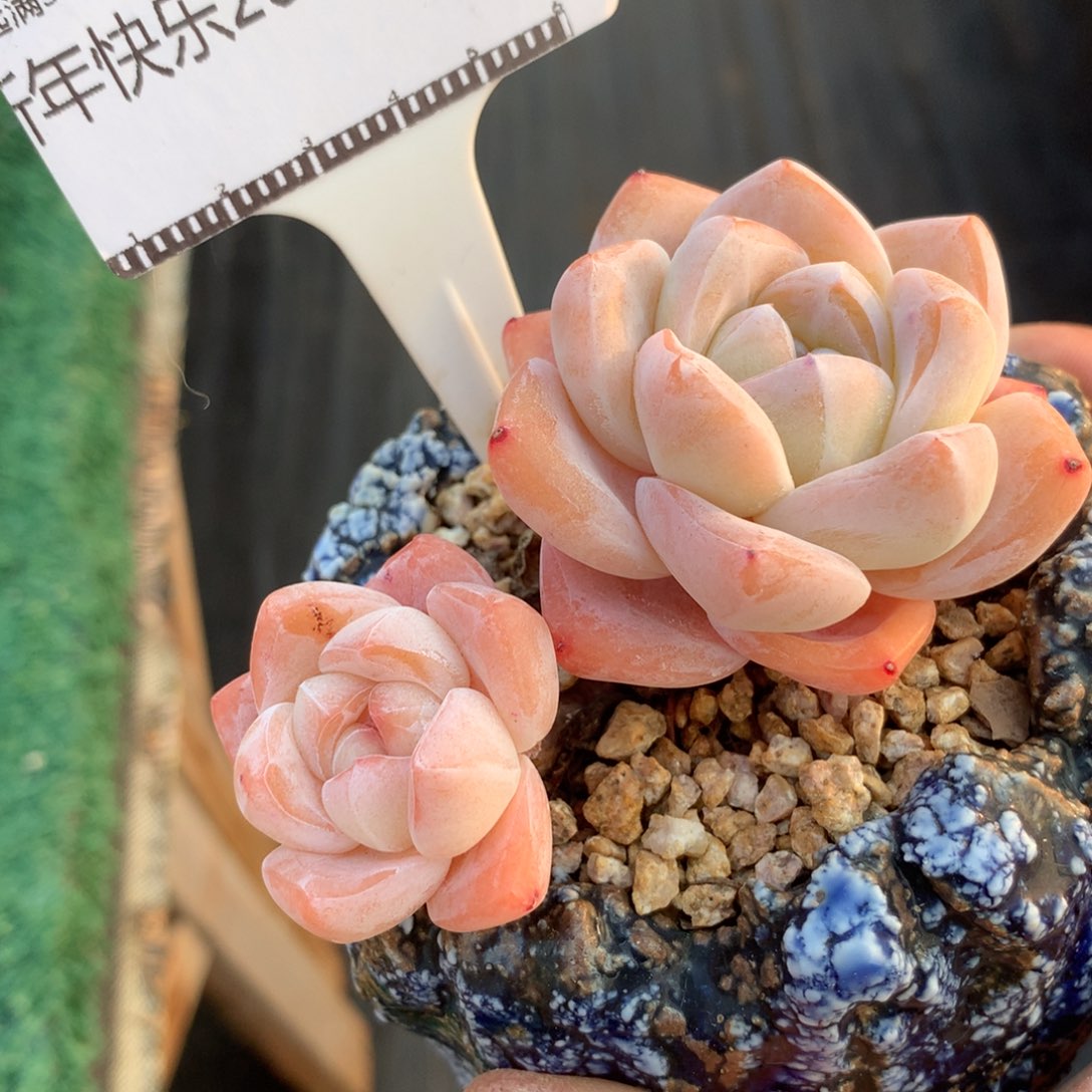 冰玉老桩自然群58包邮