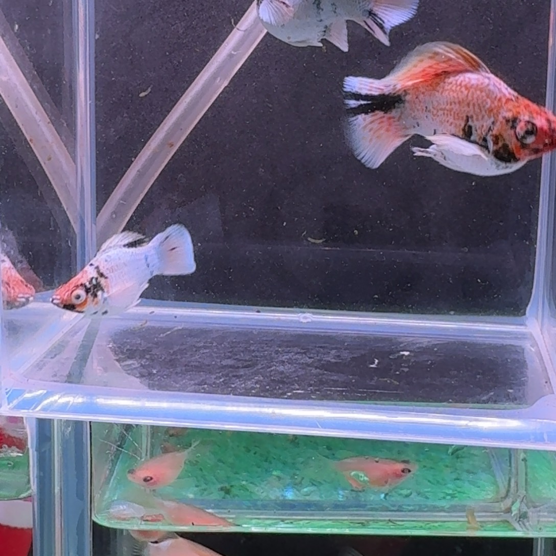 颠***倒孔雀鱼玛丽球一对