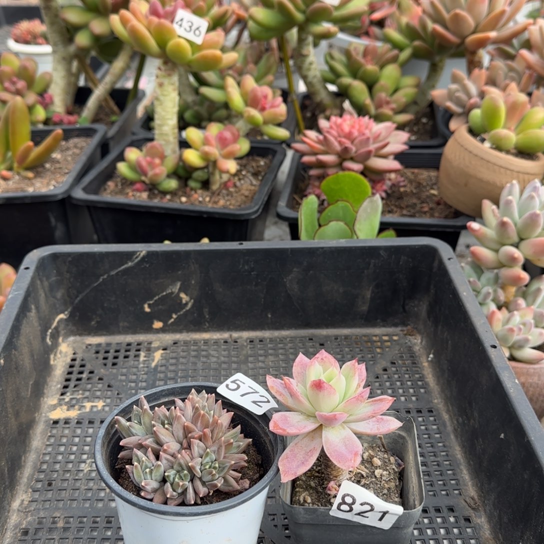 勇***心572 821号一物一拍一物一拍