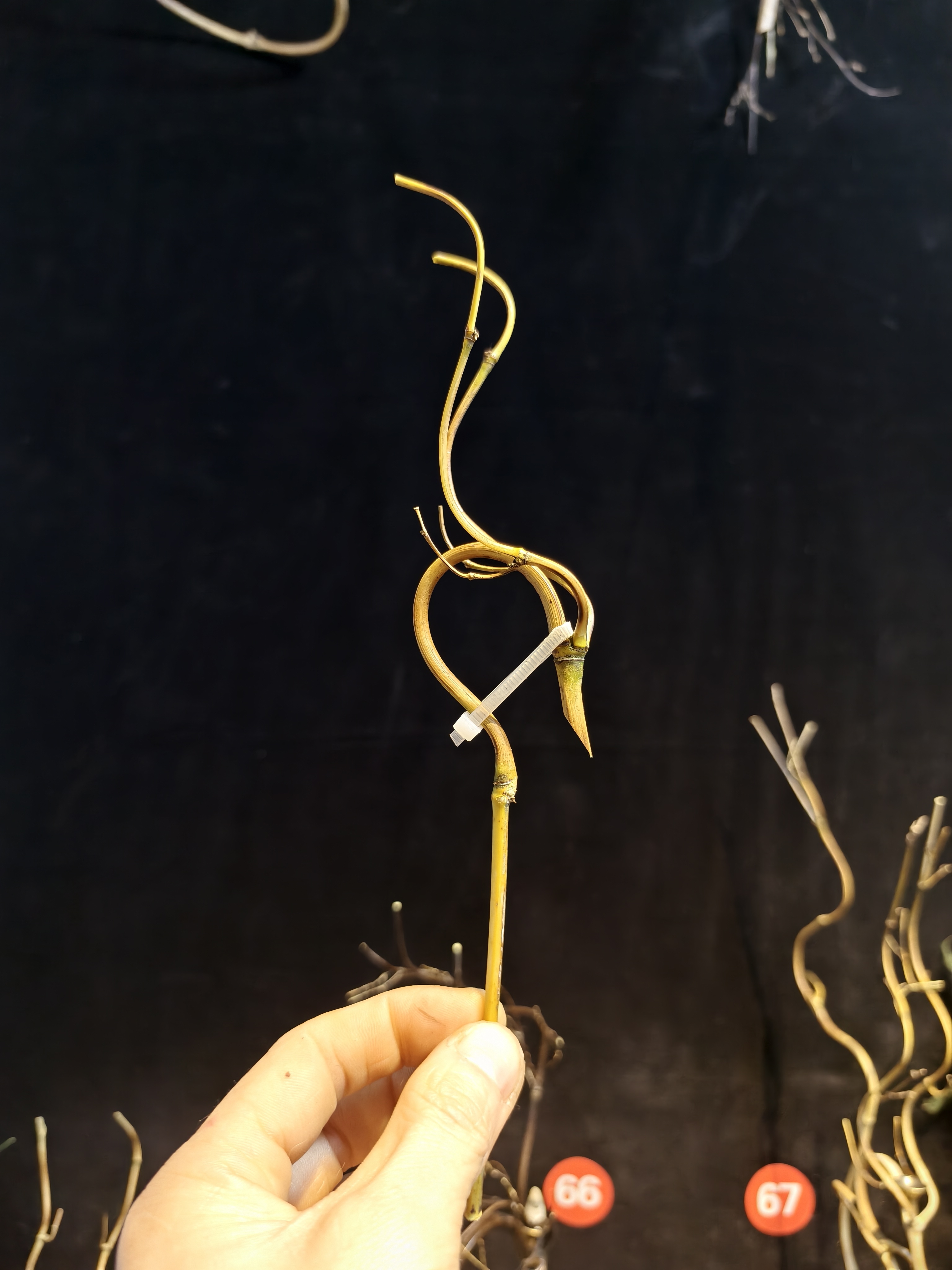 【随机精品小龙头香架】无倒流香【福利优惠只限于直播间 】