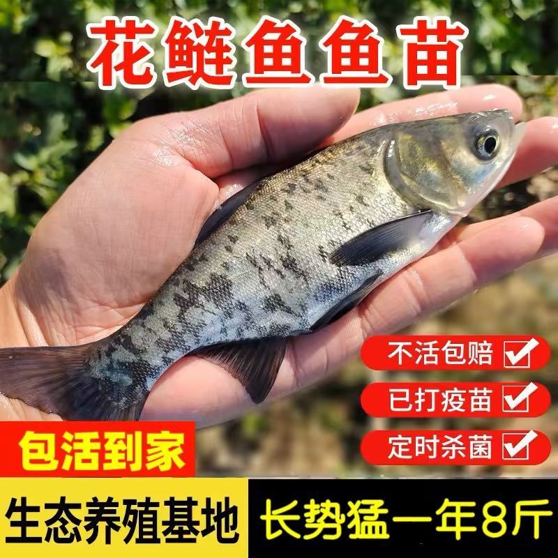 优质花鲢胖头鱼大头鱼江苏发货包邮包活淡水附近养殖水族活体宠物