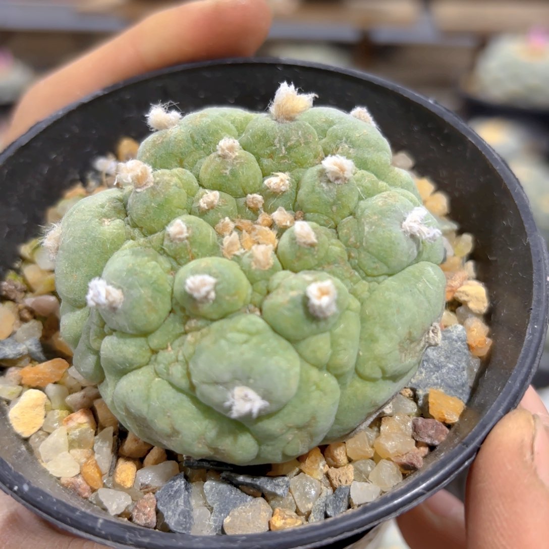 G274古田g g g g g g g g g g