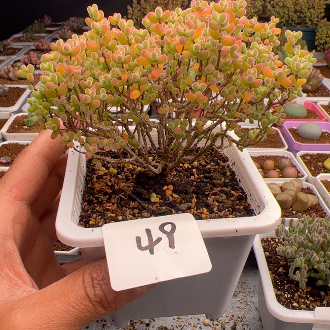 2.16金桔老庄多肉植物49