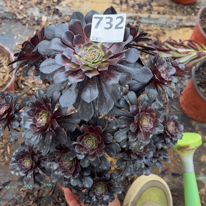 墨筒微瑕多肉植物732